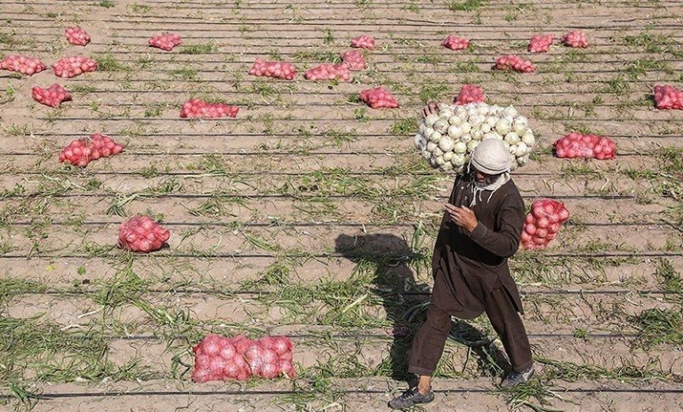 خرید توافقی پیاز از امروز آغاز می‌شود