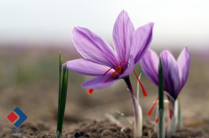 بازار سیاه جهانی برای طلای سرخ ایرانی!