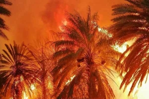 زخم دوباره آتش بر پیکر باغ‌های کهنسال هرمزگان