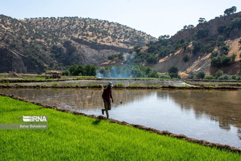 کشت بی‌رویه برنج در استان‌ های کم‌آب؛ سیاست‌های تشویقی ناکام ماند