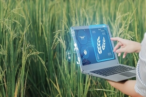 تمرکز دانش بنیان‌ها بر تولید بذور فناورانه و کشاورزی هوشمند دیجیتال