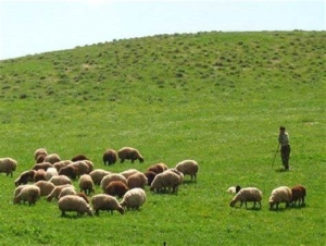 چرای بی‌رویه؛ عامل مرگ تدریجی مراتع ایران
