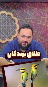 طلاق پرندگان