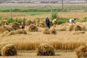 تعیین سریع قیمت تضمینی گندم برای کشت پاییزه ضروری است