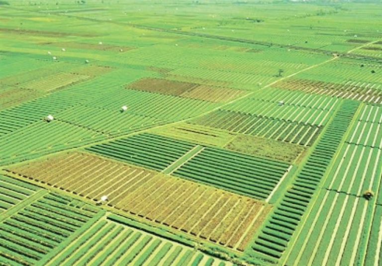 راه اندازی سامانه دولتی جدید برای رصد الگوی کشت