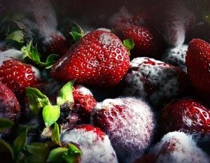 میوه های اسرائیل در مزارع گندیدند