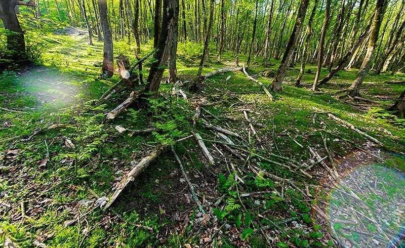 رفیعی: با عاملان حریق جنگل‌های هیرکانی برخورد قضایی شود