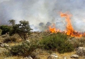 زبانه آتش در ۴ نقطه از جنگل‌های هیرکانی/ پاییز داغ در شمال/ بالگردهای اطفا کجایند؟