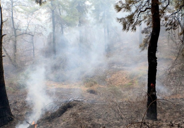 تازه‌ترین اخبار از آتش‌سوزی جنگل الیت/مهار ۸۰ درصد ‌آتش ‌جنگل/ آتش در پایین‌دست ‌شعله‌ور است