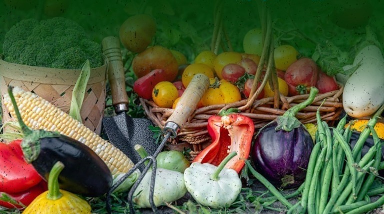 صادرات کشاورزی ۳۵ درصد رشد کرد