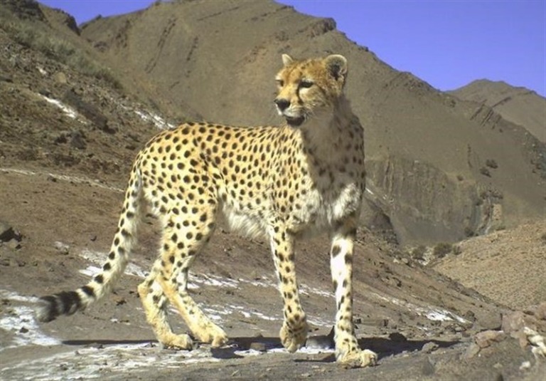 «تلما» دوباره توله‌دار شد/ امید تازه در بحران یوز آسیایی/ ۳ سال انتظار برای یک تصویر