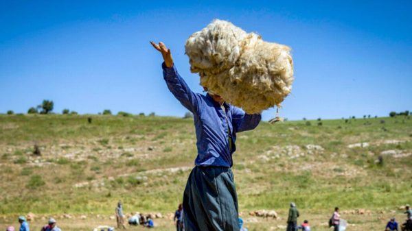 صنعت پشم، فرصتی که می‌تواند آینده ایران را متحول کند