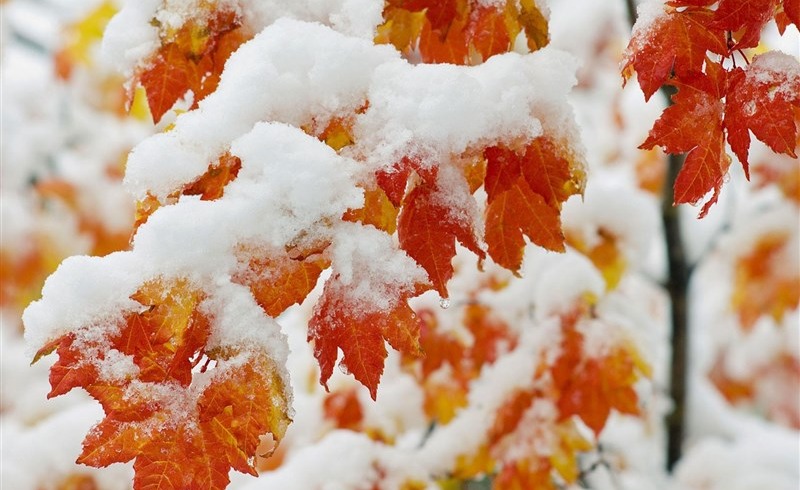 هواشناسی ایران ۱۴۰۴/۹/۱۱؛ بارش باران و برف در ۱۹ استان طی امروز
