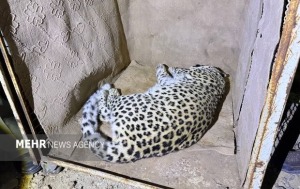 پلنگ شهمیرزاد در تور حفاظت؛ «زنده‌گیری»برای نجات حیات‌وحش و امنیت مردم