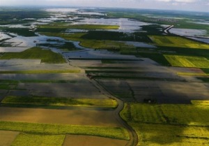 ۱۵ هزار هکتار اراضی کشاورزی یک پارچه شدند