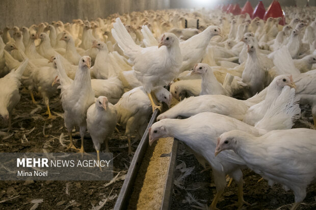 تیر رانت‌خواران برای ایجاد اختلال در بازار مرغ به سنگ خورد!