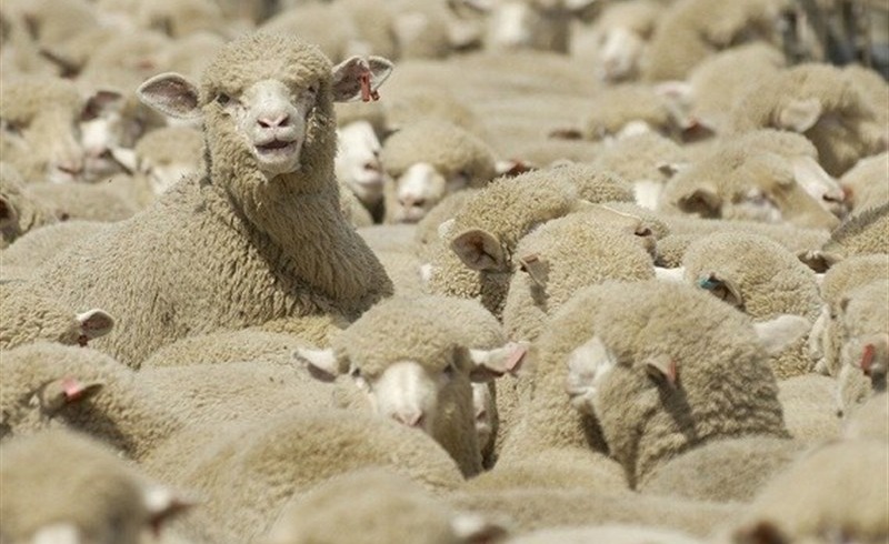 قطر رسما خواستار واردات گوسفند از ایران شد
