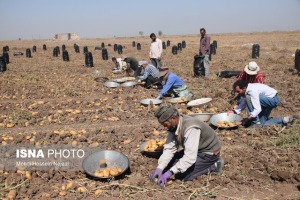 سوت آغاز صادرات سیب‌زمینی گلستان با اولویت تجار بومی
