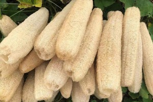 اشتغال و درآمدزایی بانوی ایرانی با لیف گیاهی